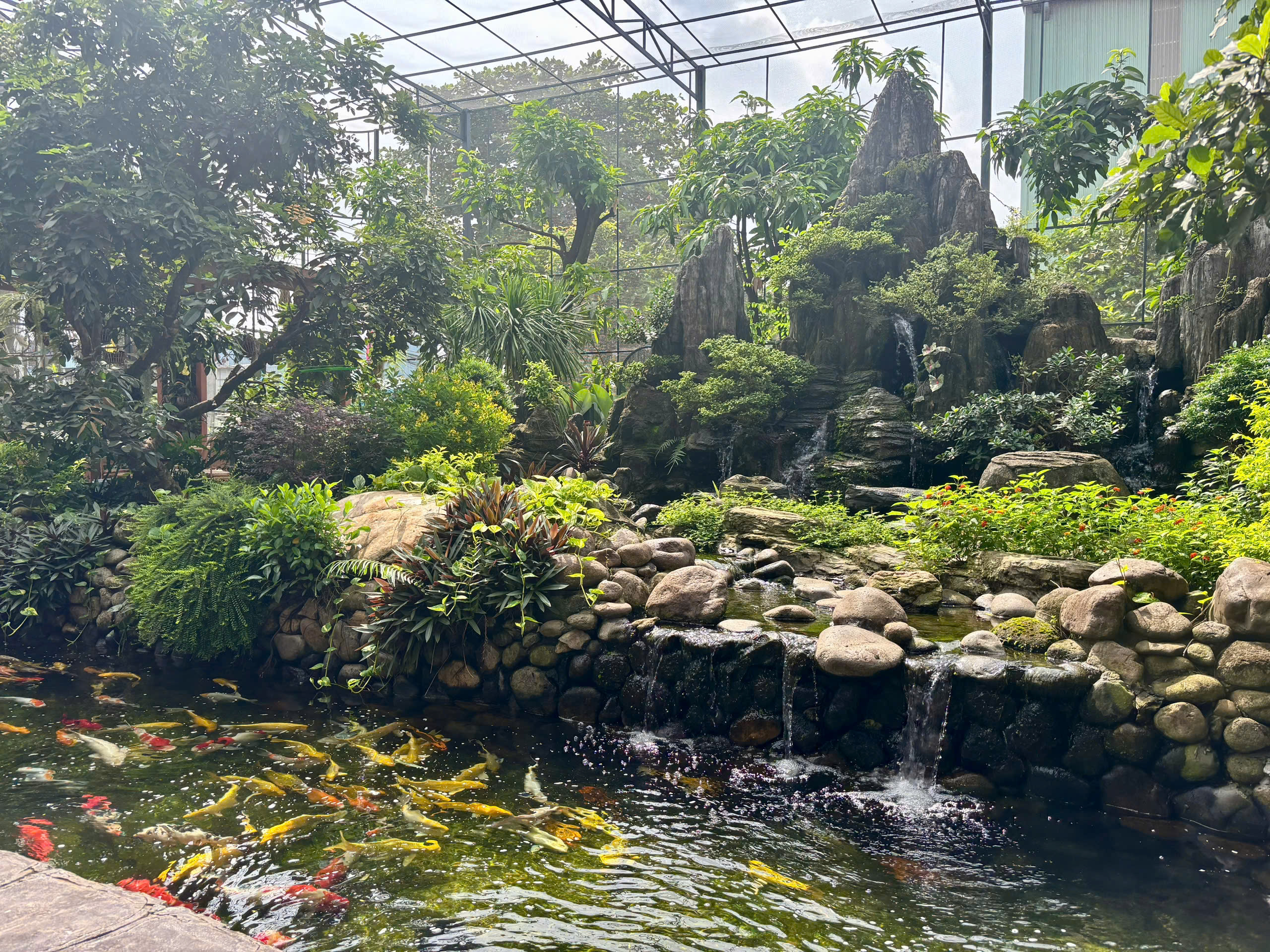 អាងត្រី Koi និងភាពបៃតងស្រស់ស្រាយនៅក្នុងតំបន់ Aviary