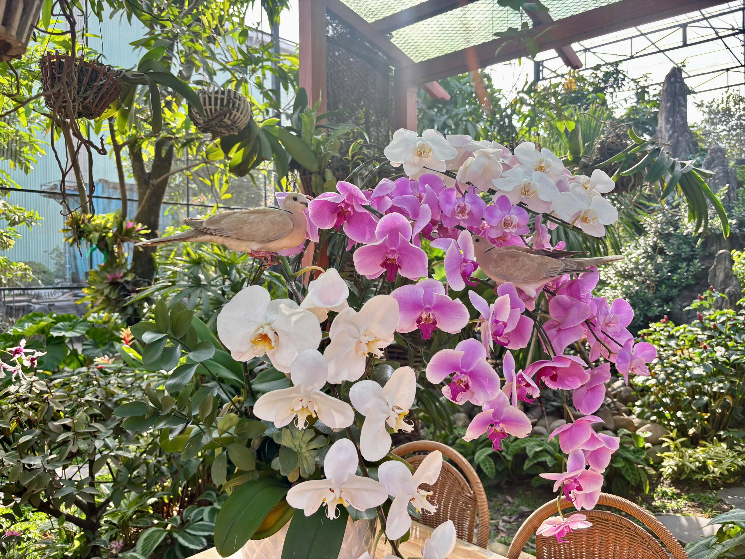 ភាពចម្រុះសត្វបក្សី និងប្រព័ន្ធបៃតងច្រើនជាន់ក្នុង Aviary