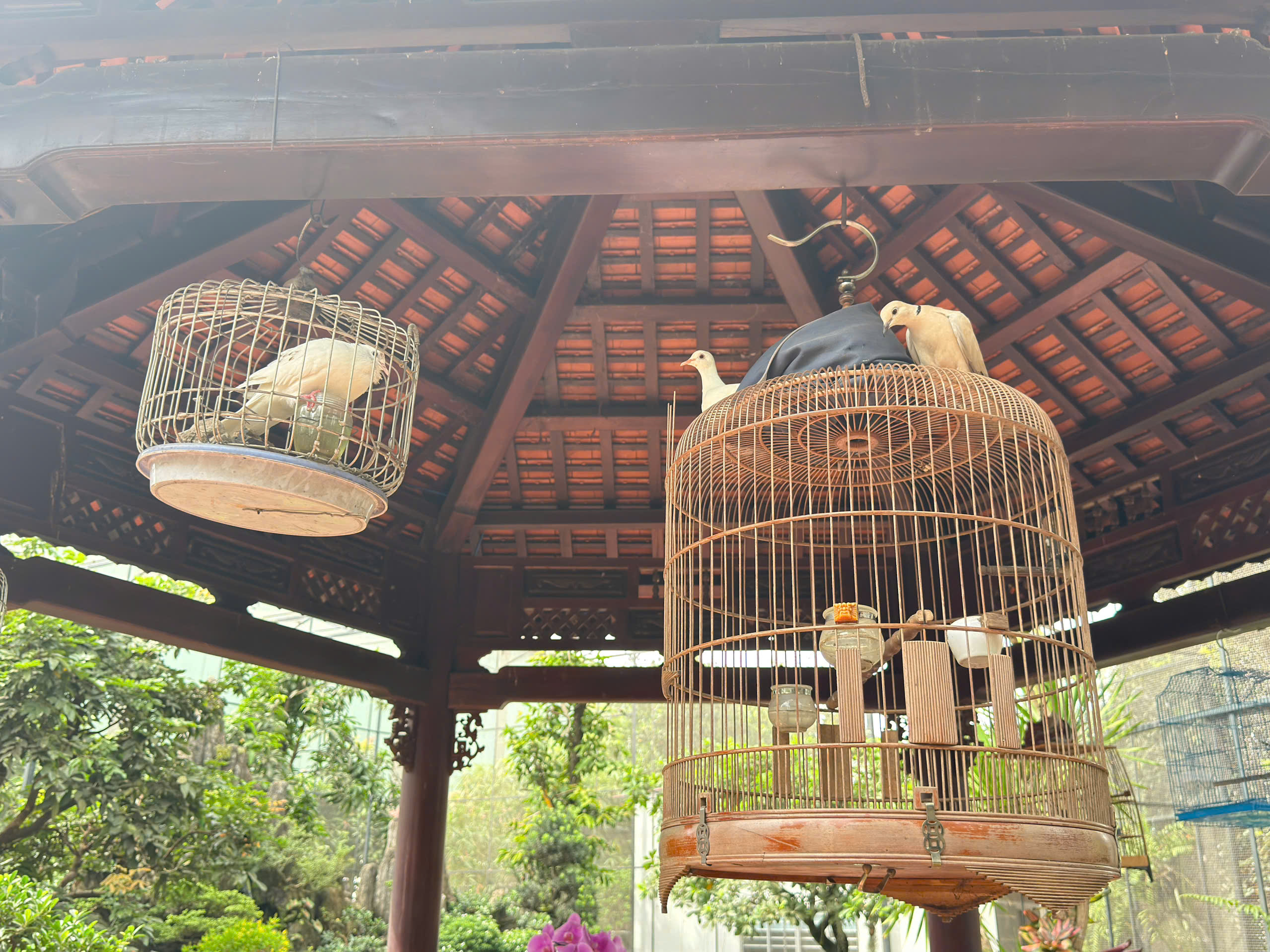 រុក្ខជាតិ និងទេសភាពត្រូវបានរៀបចំយ៉ាងសមស្របនៅក្នុង Aviary